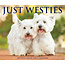 West Highland White Terrier Abreißkalender 2025 Boxed