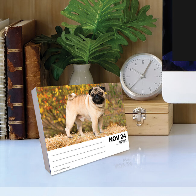 Pug Calendario 2025 Caja Comprar Orden en línea fácilmente