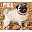 Calendario desplegable Pug 2025 En caja