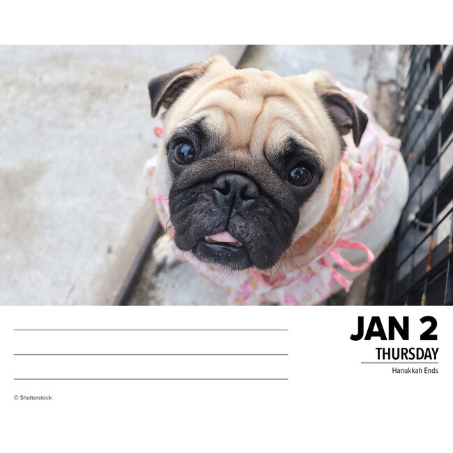 Pug Calendar 2025 Boxed Buy Order online easily Kalenderwinkel.nl