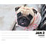 Calendario desplegable Pug 2025 En caja