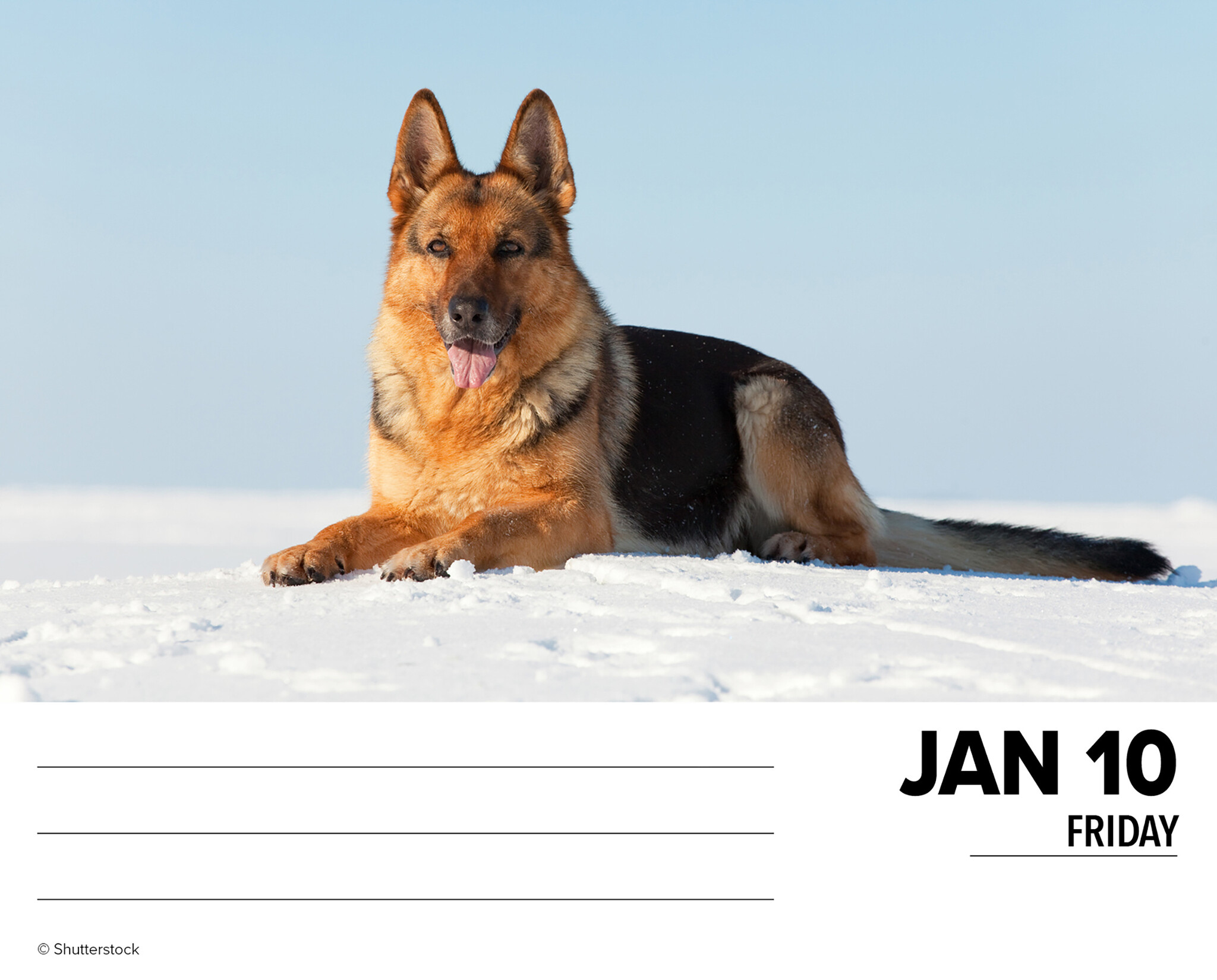 Duitse Herder Kalender 2025 Boxed Kopen? Bestel eenvoudig Online