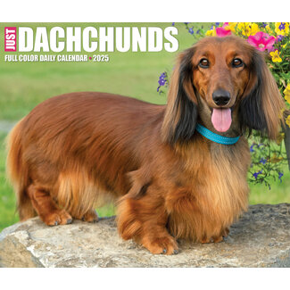 Willow Creek Dachshund tear-off calendar 2025 Boxed