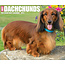 Dachshund tear-off calendar 2025 Boxed