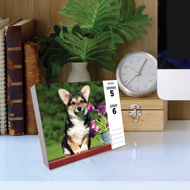 Buying Welsh Calendar 2025 Boxed Order Easily Online Kalenderwinkel.nl