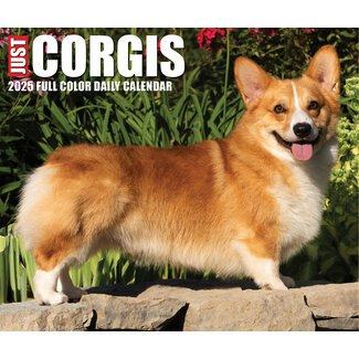 Willow Creek Calendrier détachable Welsh Corgi 2025 Boxed