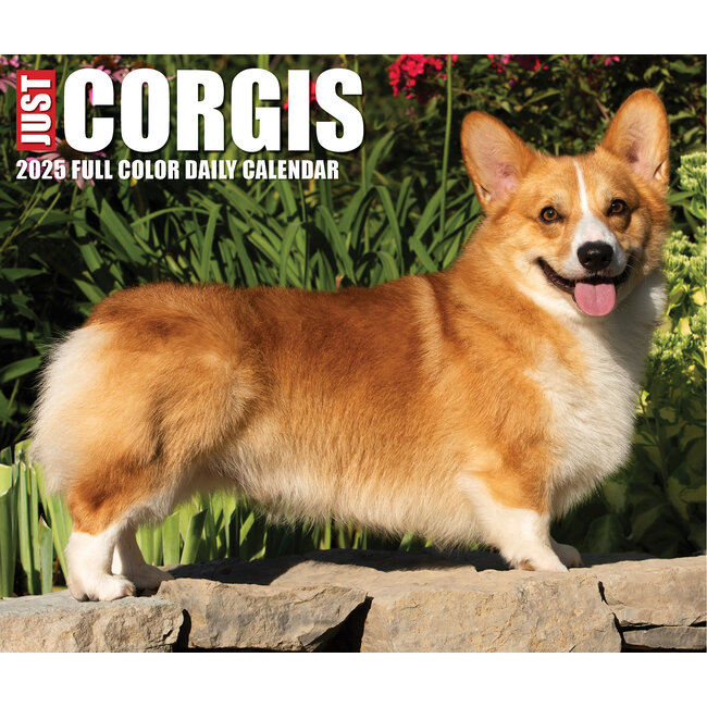 Calendario a strappo Welsh Corgi 2025 in scatola