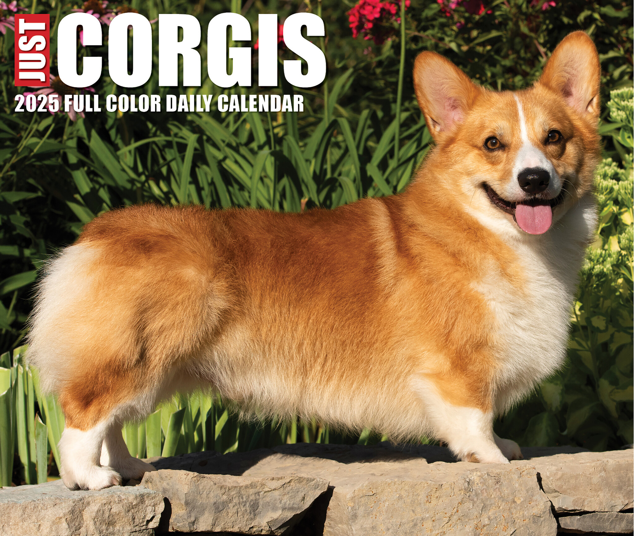 Welsh Corgi Scheurkalender 2025 Boxed