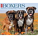 Willow Creek Boxer Kalender 2025 Boxed