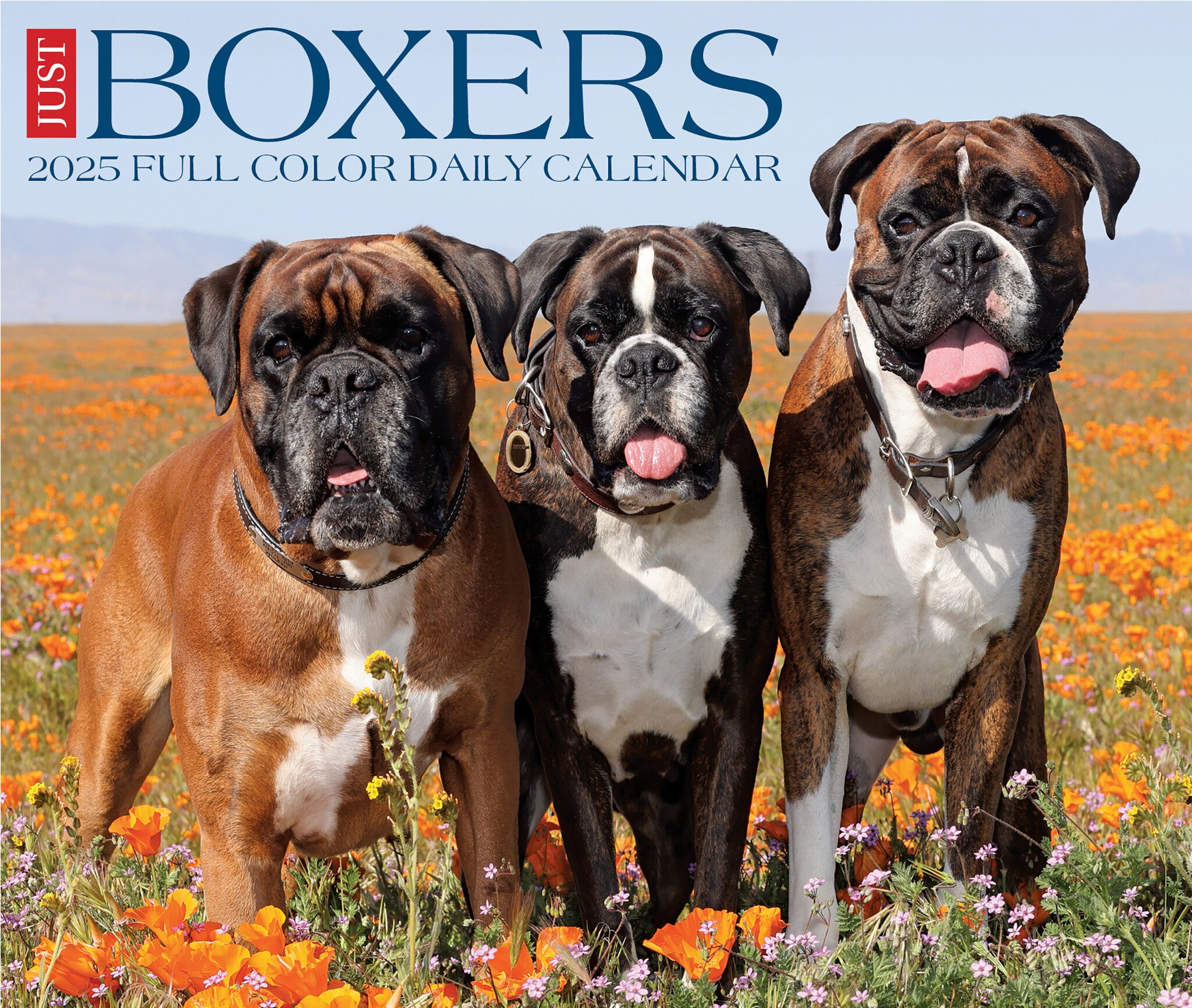 Boxer Scheurkalender 2025 Boxed