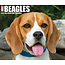 Willow Creek Beagle-Abreißkalender 2025 Boxed