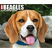Willow Creek Beagle calendario arrancable 2025 En caja