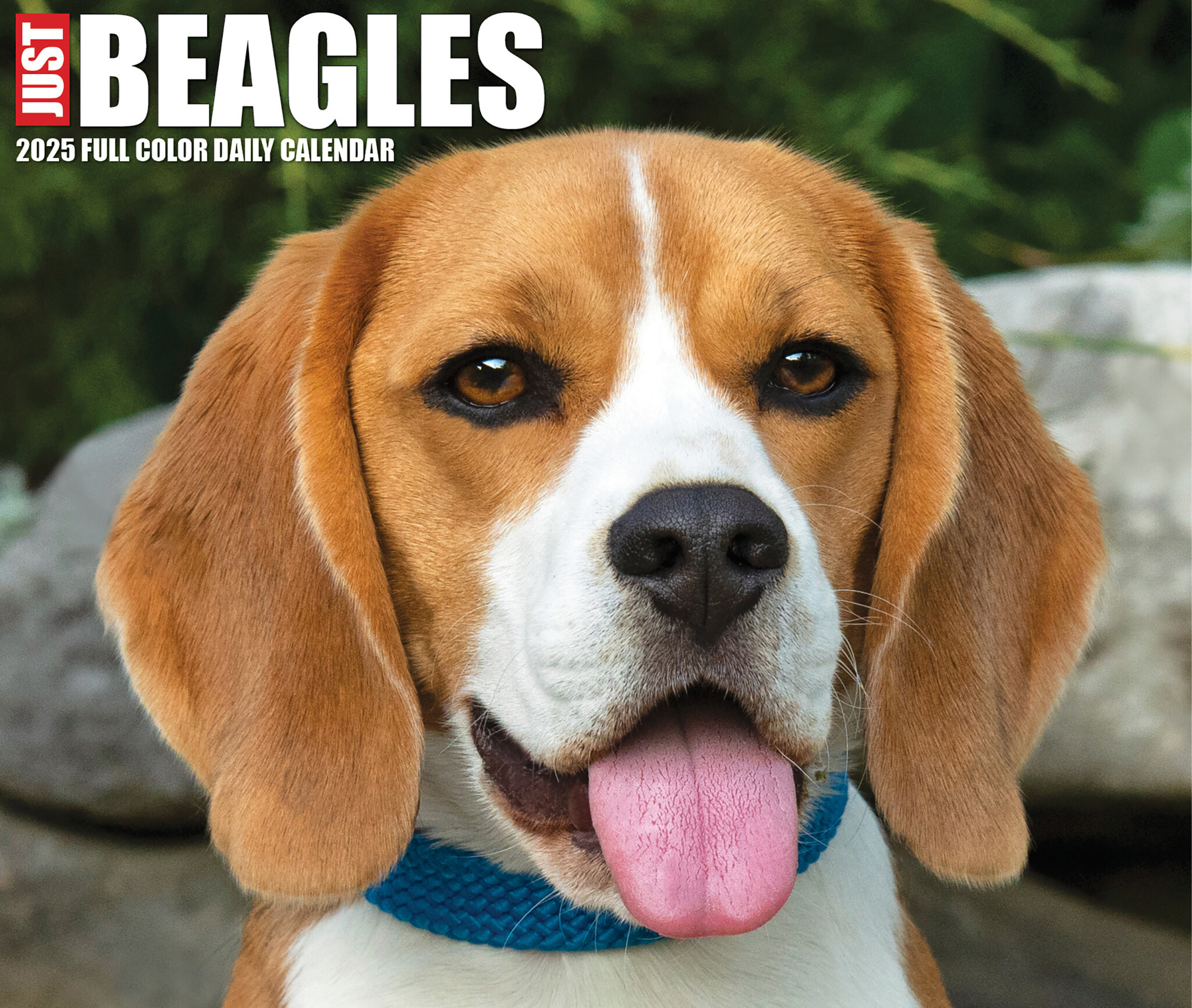 Beagle Scheurkalender 2025 Boxed