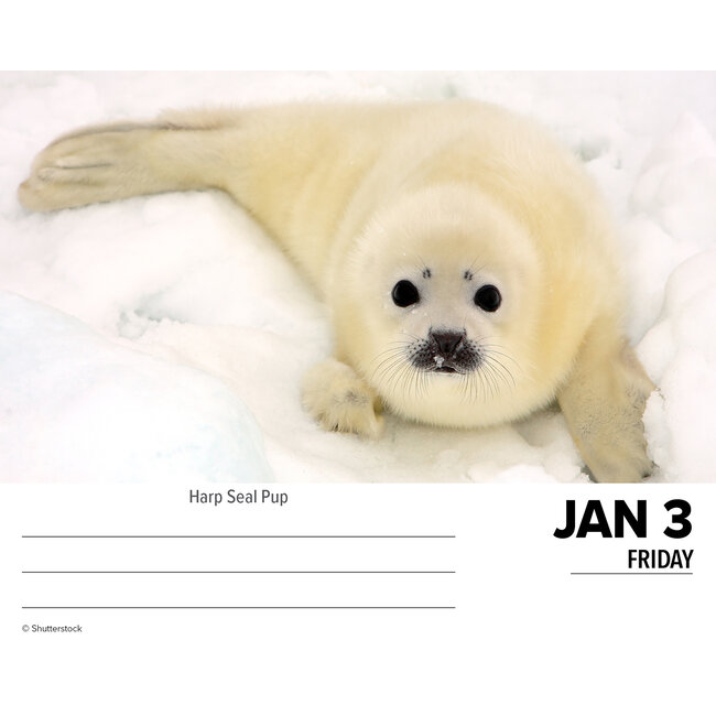 Buy Baby Animals Calendar 2025 Boxed Order easily online Kalenderwinkel.nl