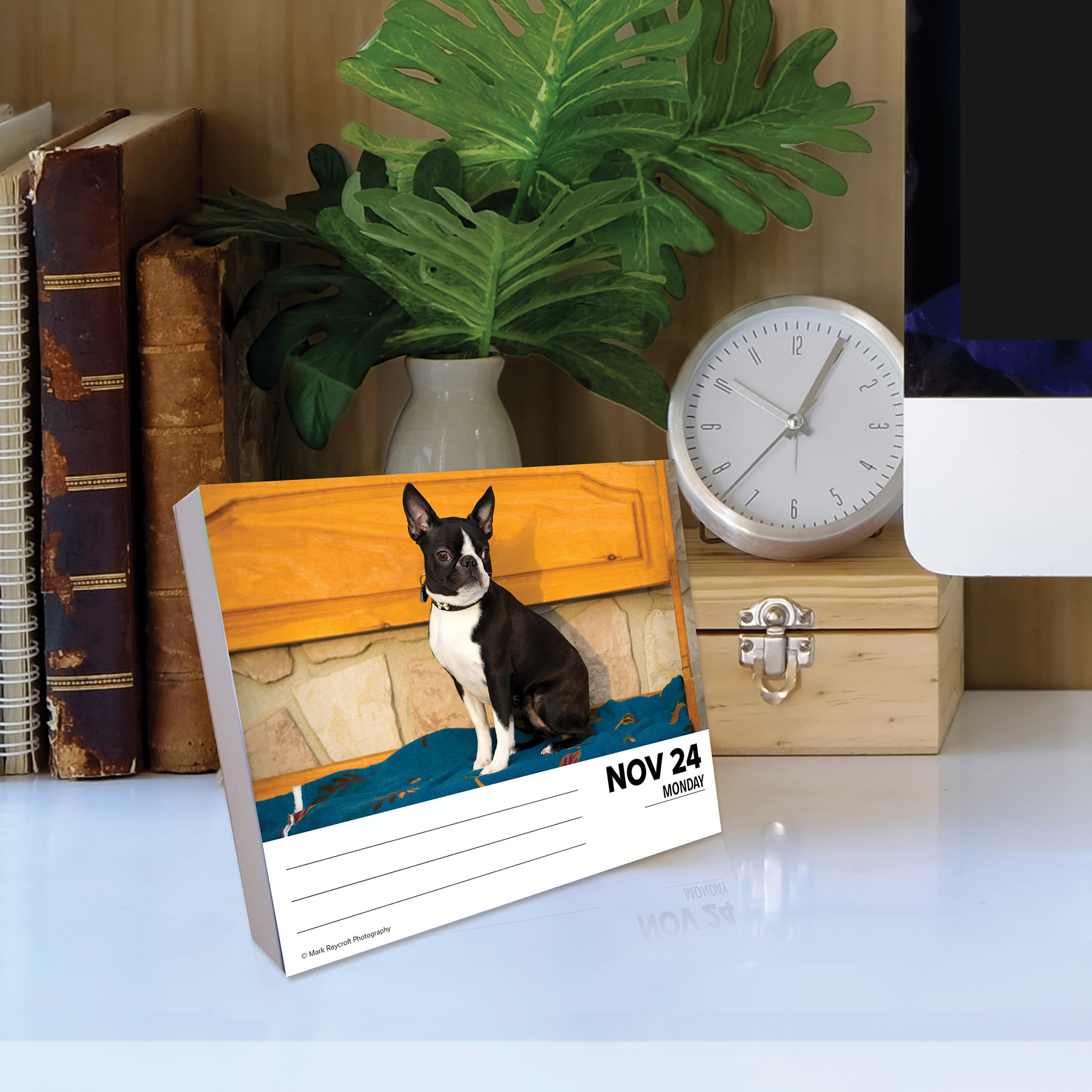 Boston Terrier Calendario 2025 Caja Comprar Orden en línea fácilmente