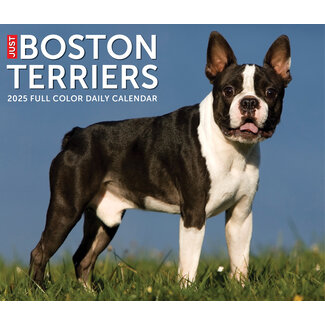 Willow Creek Boston Terrier tear-off calendar 2025 Boxed