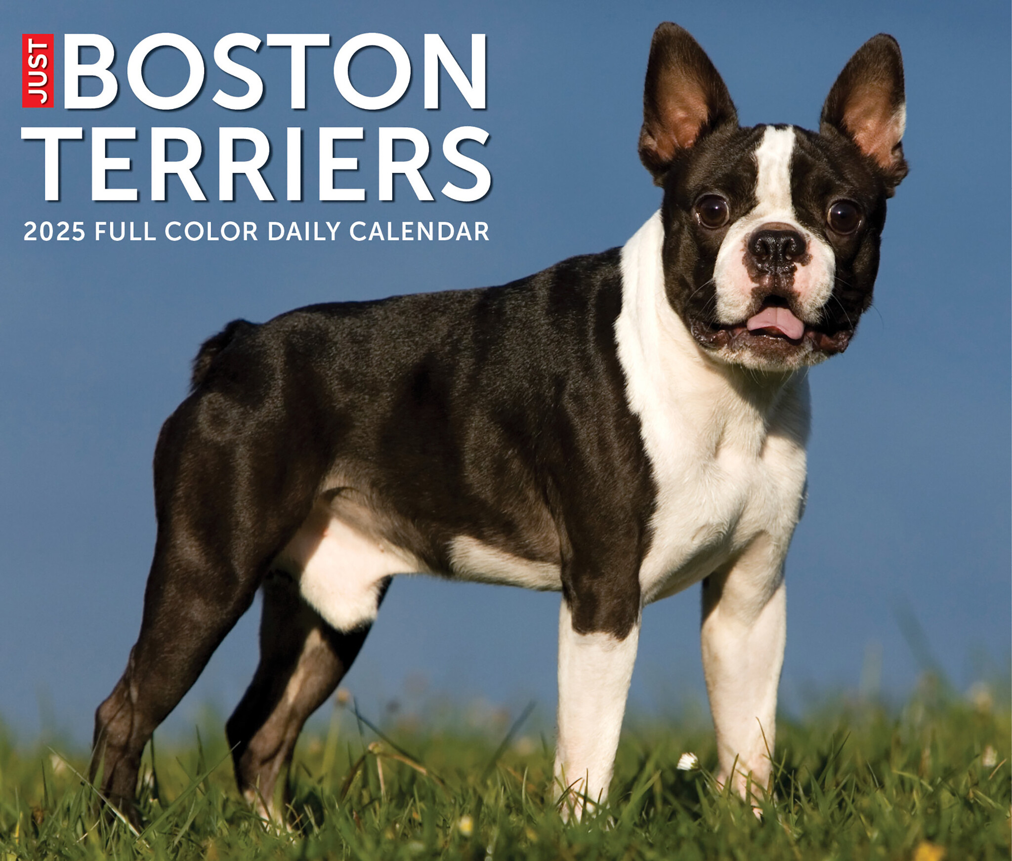 Boston Terrier Scheurkalender 2025 Boxed