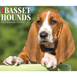 Willow Creek Basset Hound calendario arrancable 2025 En caja