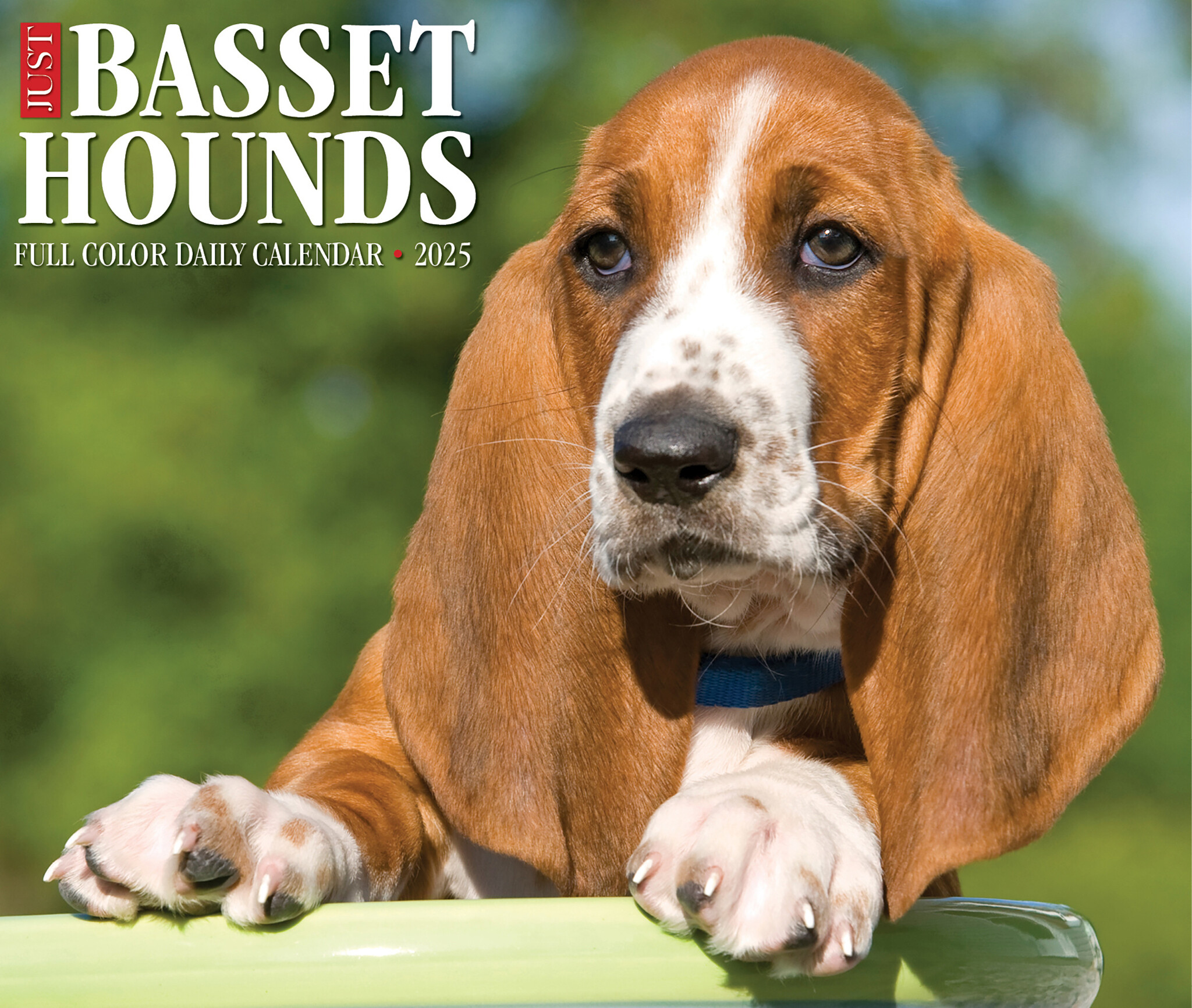 Basset Hound Scheurkalender 2025 Boxed