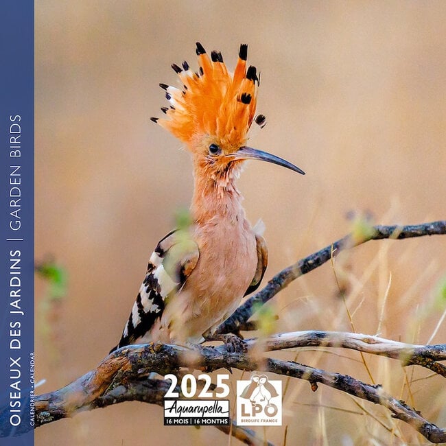 Aquarupella Birds Calendar 2025