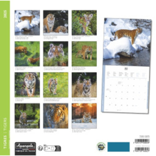 Buying Tiger Calendar 2025 Order easily online Kalenderwinkel.nl