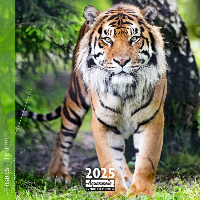 Aquarupella Tiger-Kalender 2025