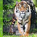Aquarupella Calendario delle tigri 2025