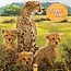 Flame Tree Calendario Beautiful Babies 2025