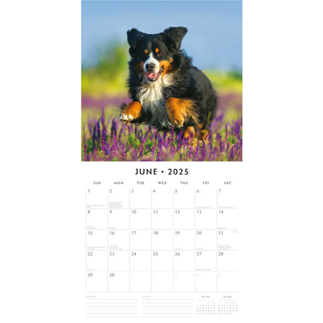 Berner Sennen Kalender 2025 Kopen? Eenvoudig en snel online besteld Kalenderwinkel.nl