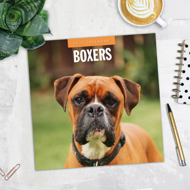 Boxer Calendar 2025 Buy with beautiful pictures of the Boxer