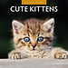 Red Robin Cute Kittens Kalender 2025