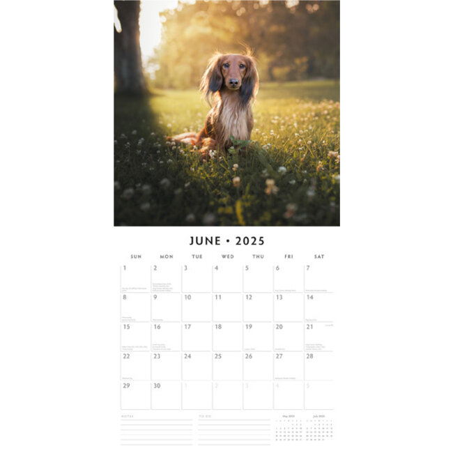 Teckel Kalender 2025 Kopen? met mooie foto's van de Teckel