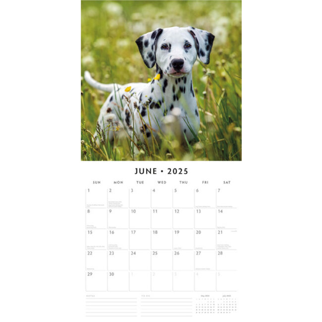 Dalmatian Calendar 2025 Buy With Photos Of The Dalmatian Dalmatian Calendar 2025