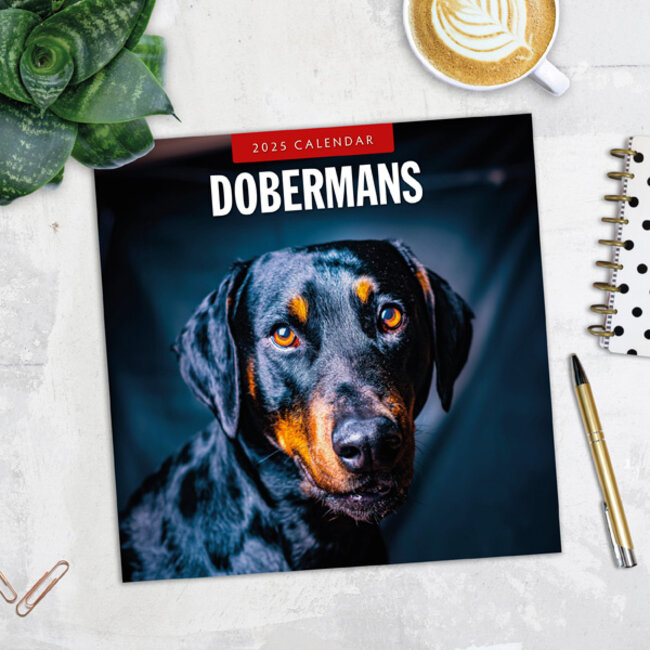 Buy Doberman Calendar 2025 Order easily online Kalenderwinkel.nl