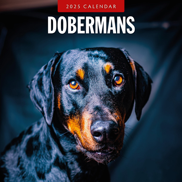 Buy Doberman Calendar 2025 Order easily online Kalenderwinkel.nl