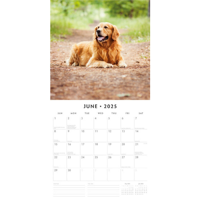 Calendrier Golden Retriever 2025 Acheter des photos du Golden Retriever