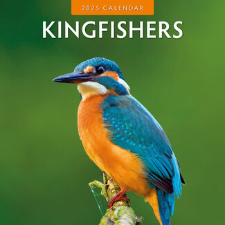 Red Robin Calendrier Kingfisher 2025