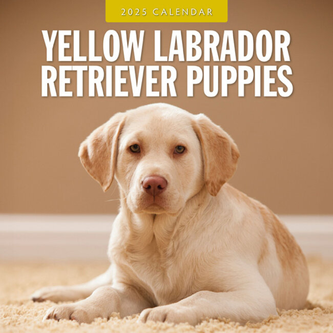 Red Robin Labrador Retriever Blonde Puppies Calendar 2025