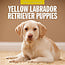 Red Robin Calendario Labrador Retriever Cachorros Rubios 2025