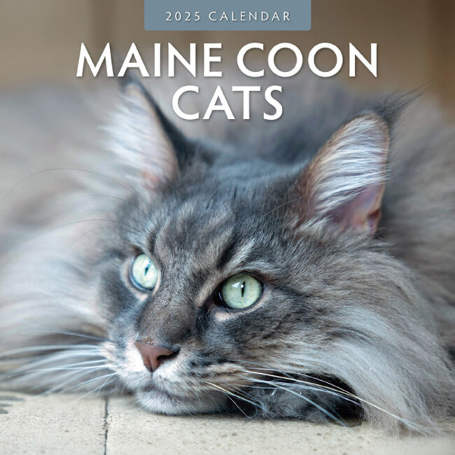 Red Robin Calendrier Maine Coon 2025