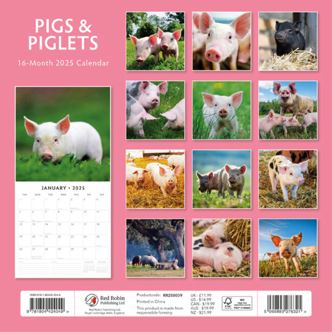 Buy Pig Calendar 2025? Quick and easy online Kalenderwinkel.nl
