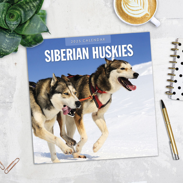 Siberian Husky Kalender 2025 Kopen? Eenvoudig en snel online besteld