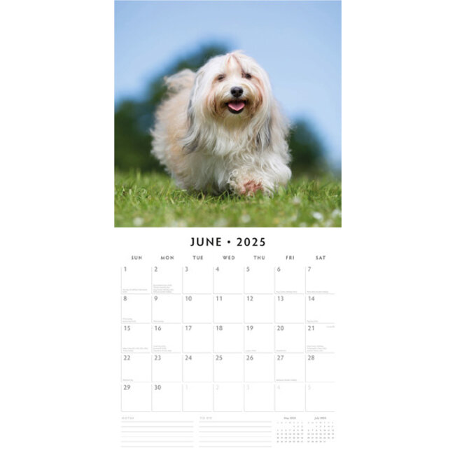 Buying Tibetan Terrier Calendar 2025? Quick and easy online