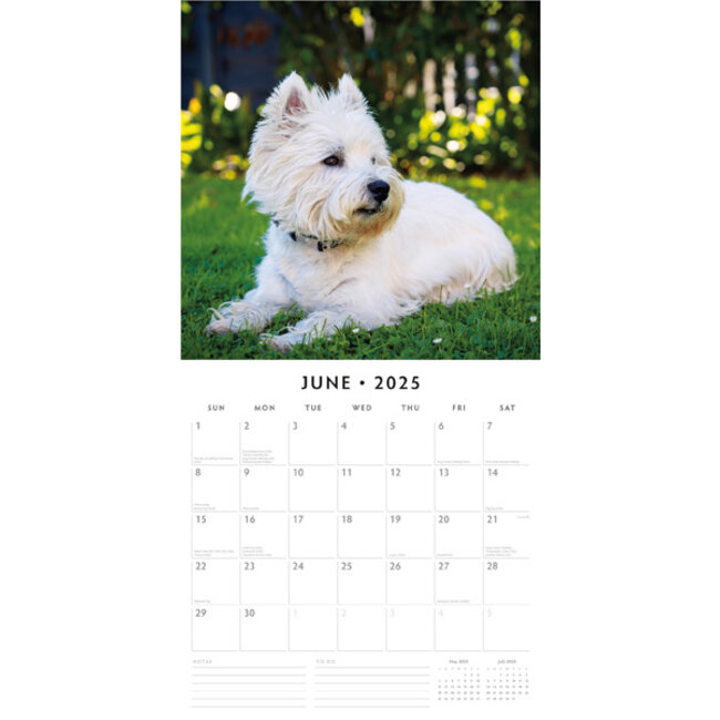 West Highland White Terrier Kalender 2025 Kopen? Bestel eenvoudig Online Kalenderwinkel.nl