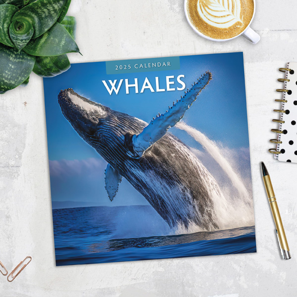 Buying Whales Whales Calendar 2025? Quick and easy online
