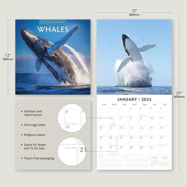 Buying Whales Whales Calendar 2025? Quick and easy online
