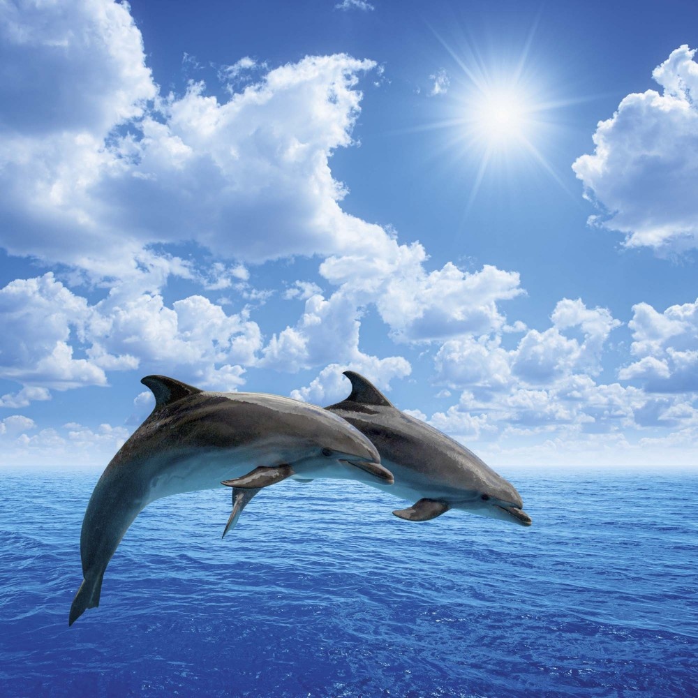 Buying Dolphin Calendar 2025? Order online quickly and easily