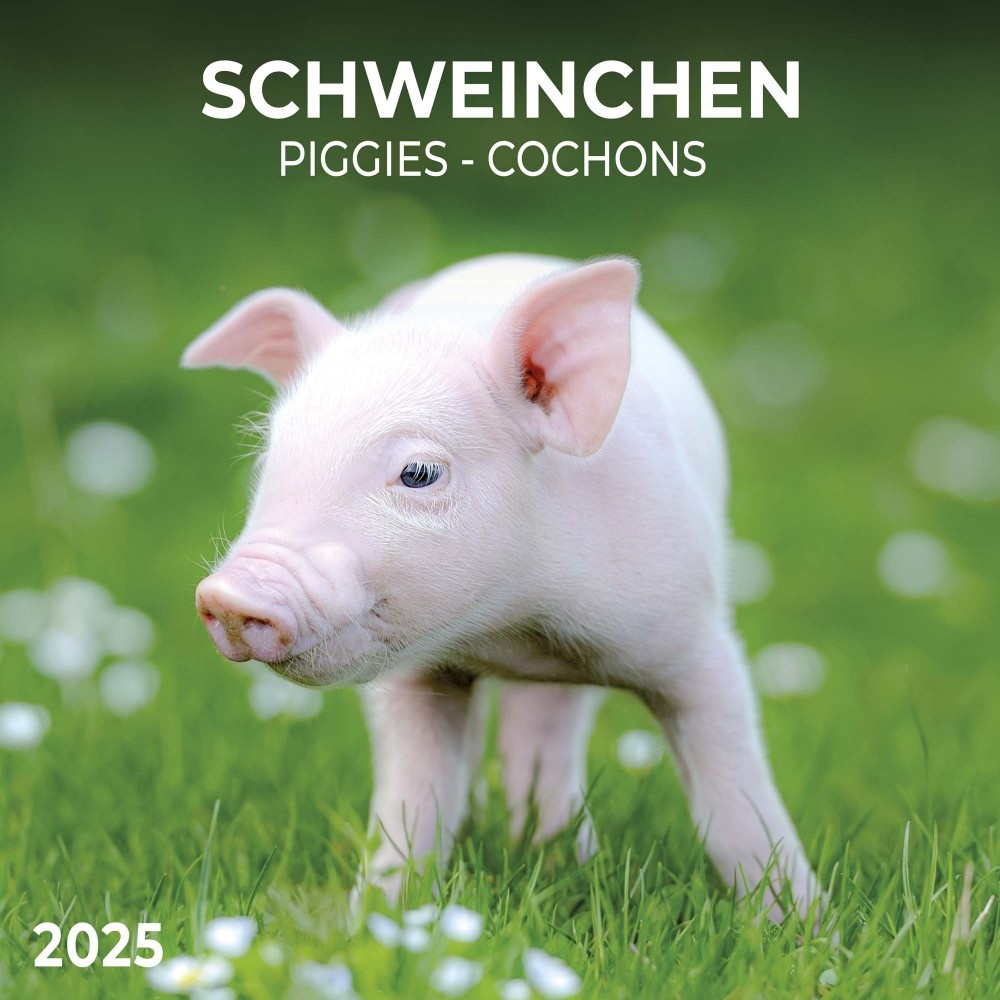 Buying Piglet Calendar 2025? Order online quickly and easily