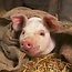 Piglet Calendar 2025