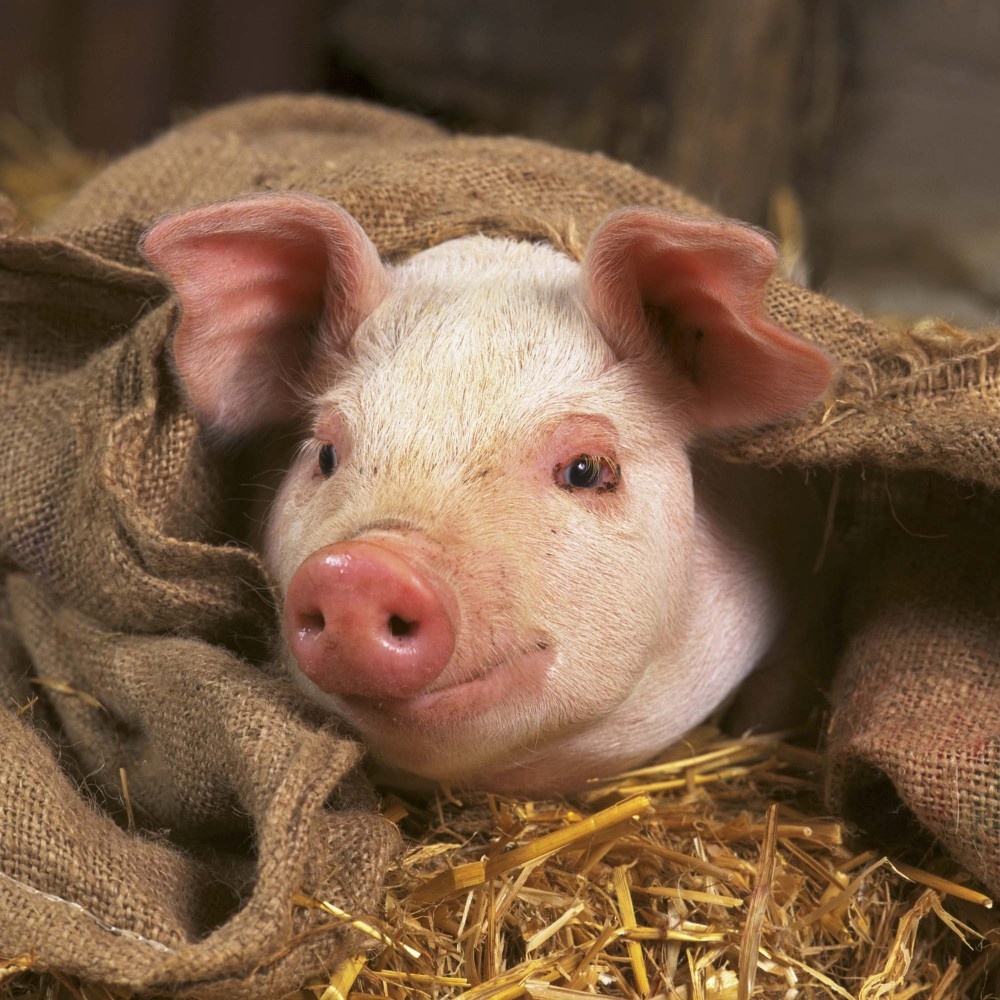 Buying Piglet Calendar 2025? Order online quickly and easily